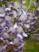 �摜(135x180)�E�g��摜(480x640)