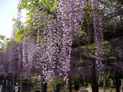 �摜(180x135)�E�g��摜(640x480)