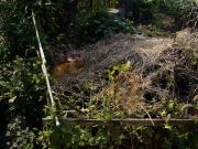 �����̂����Q