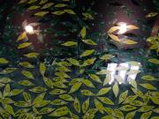 �摜(180x135)�E�g��摜(640x480)