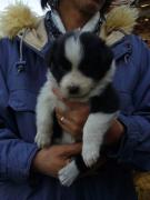 Y����̌���