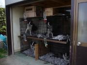 �l�R�̓��Ȃ̂�...