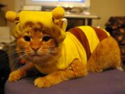 �~�c�o�`���q