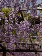 �摜(135x180)�E�g��摜(480x640)