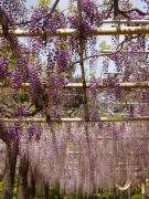 �摜(135x180)�E�g��摜(480x640)