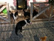 �e�����̃h�b�O�J�t�F