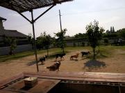 画像(180x135)・拡大画像(640x480)