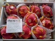 �h���S���t���[�c