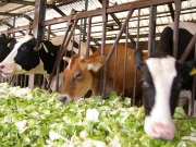 �摜(180x135)�E�g��摜(640x480)