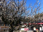 ���i�F��n�V�S�c�A�[